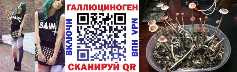 Галлюциногенные грибы Cubensis  продажа наркотиков  Кодинск 